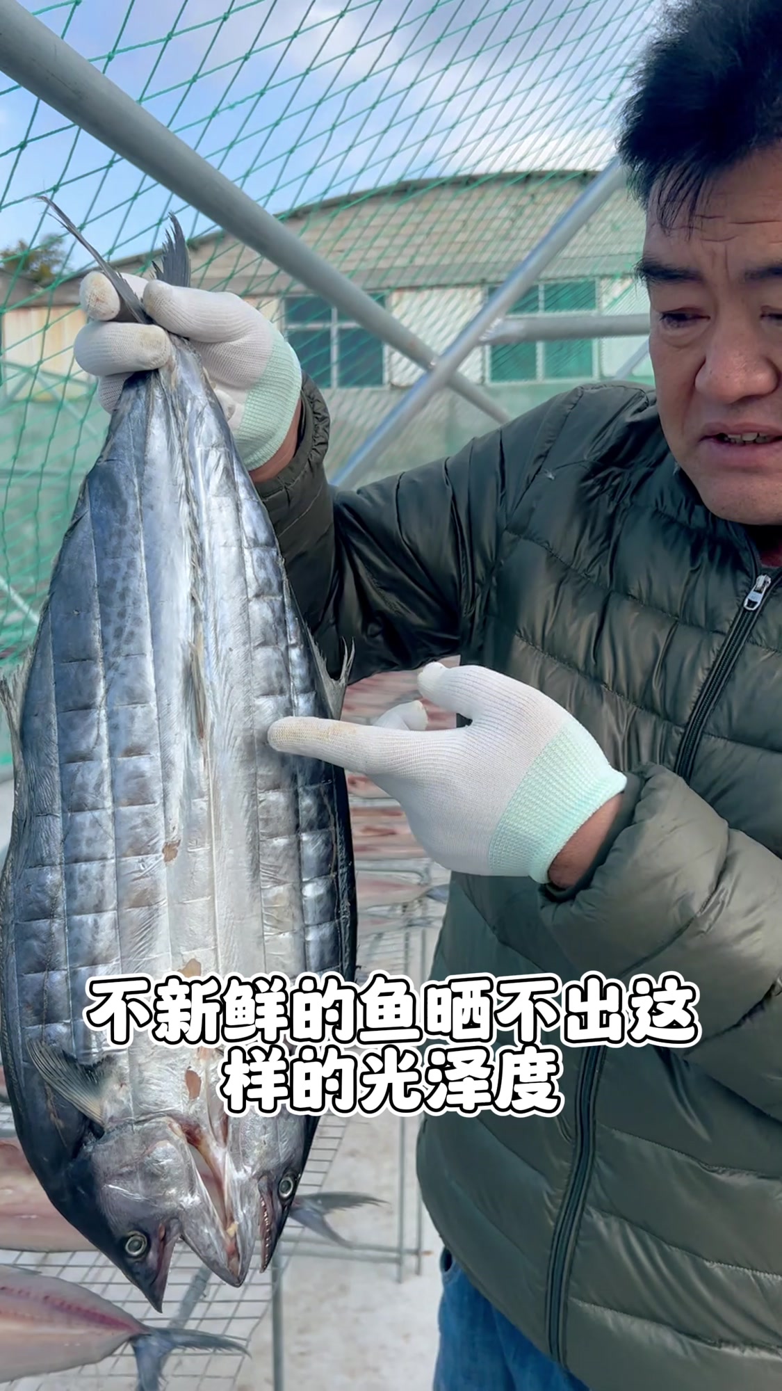 渔民老海推荐胶东特产一卤鲜鲅鱼干四成干,做出来鲜香又好吃
