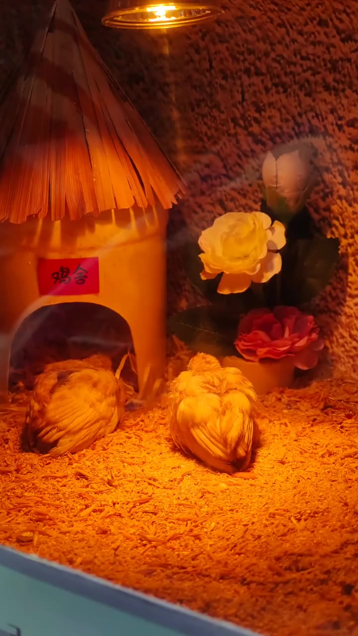 用纸箱造一个网红芦丁鸡窝