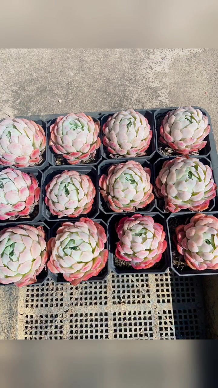 多肉植物、墨西哥雪球