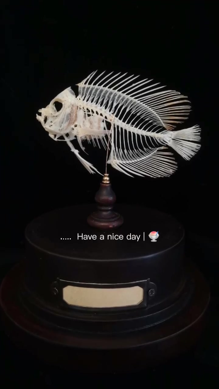 小鱼骨骼标本