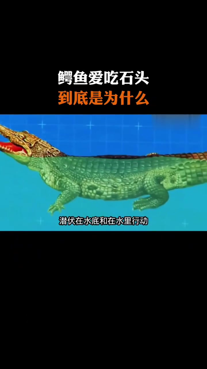 鳄鱼吃石头,究竟是为什么?你知道吗?