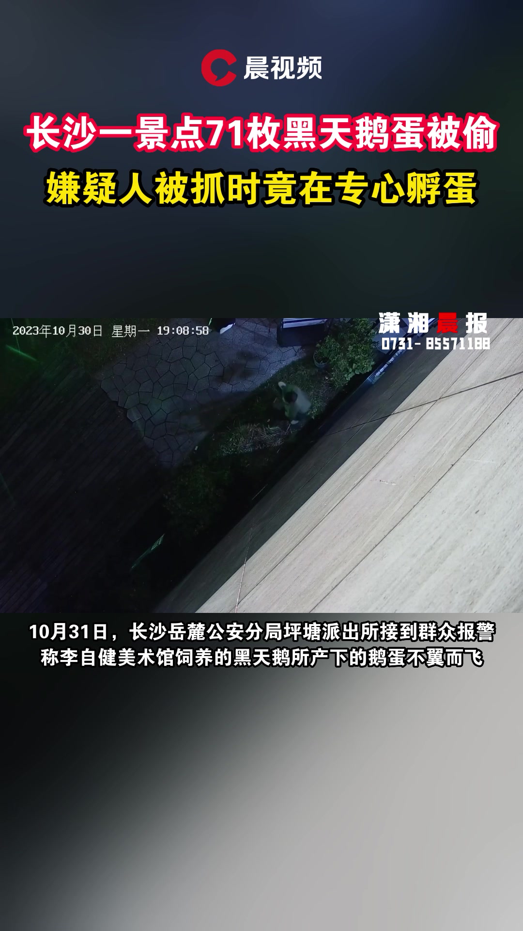 长沙一景点71枚黑天鹅蛋被偷!嫌疑人被抓时竟在专心孵蛋