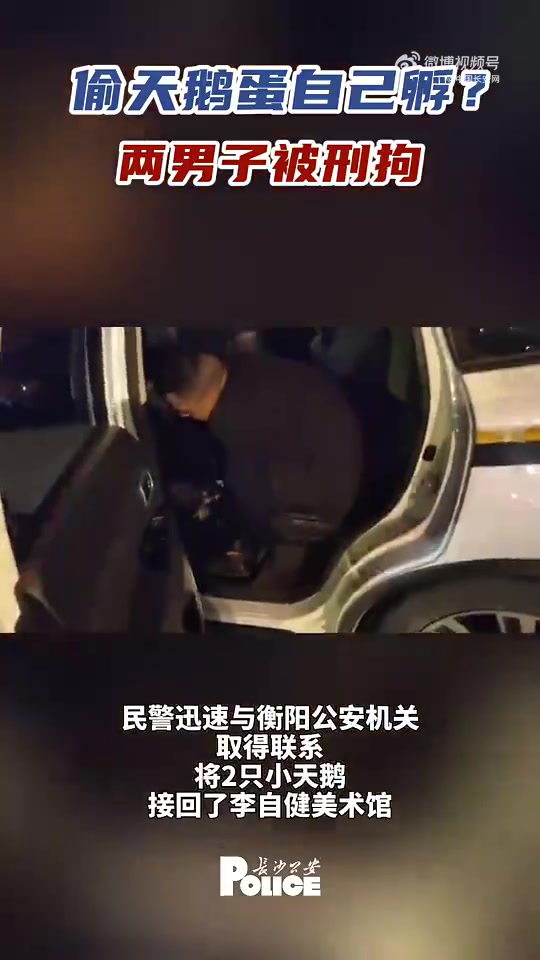 「活久见!偷天鹅蛋自己孵两男子被刑拘」近日,湖南长沙岳麓公安接警称,饲养的黑天鹅产下的鹅蛋