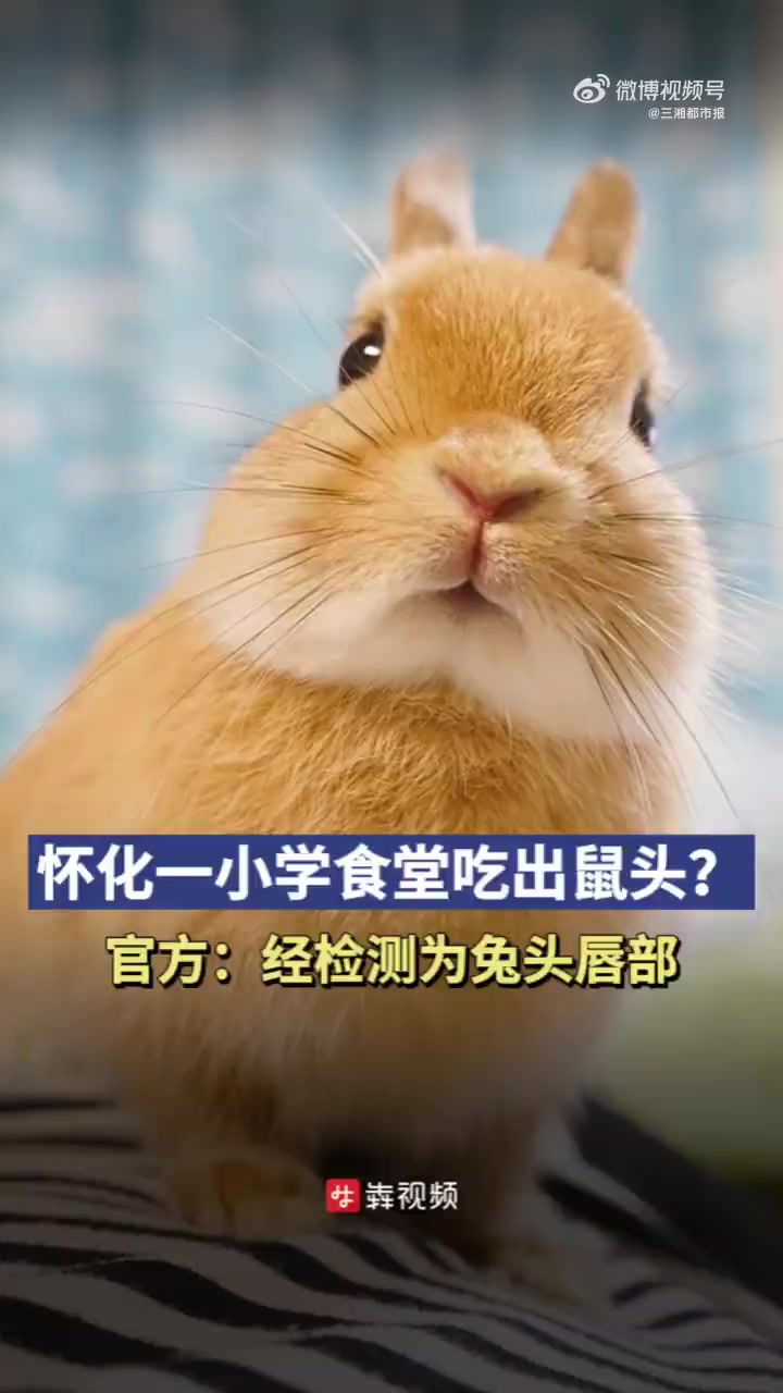 官方通报小学食堂疑似鼠头为兔头唇部「怀化一小学食堂吃出鼠头?官方:经检测为兔头唇部」近日,