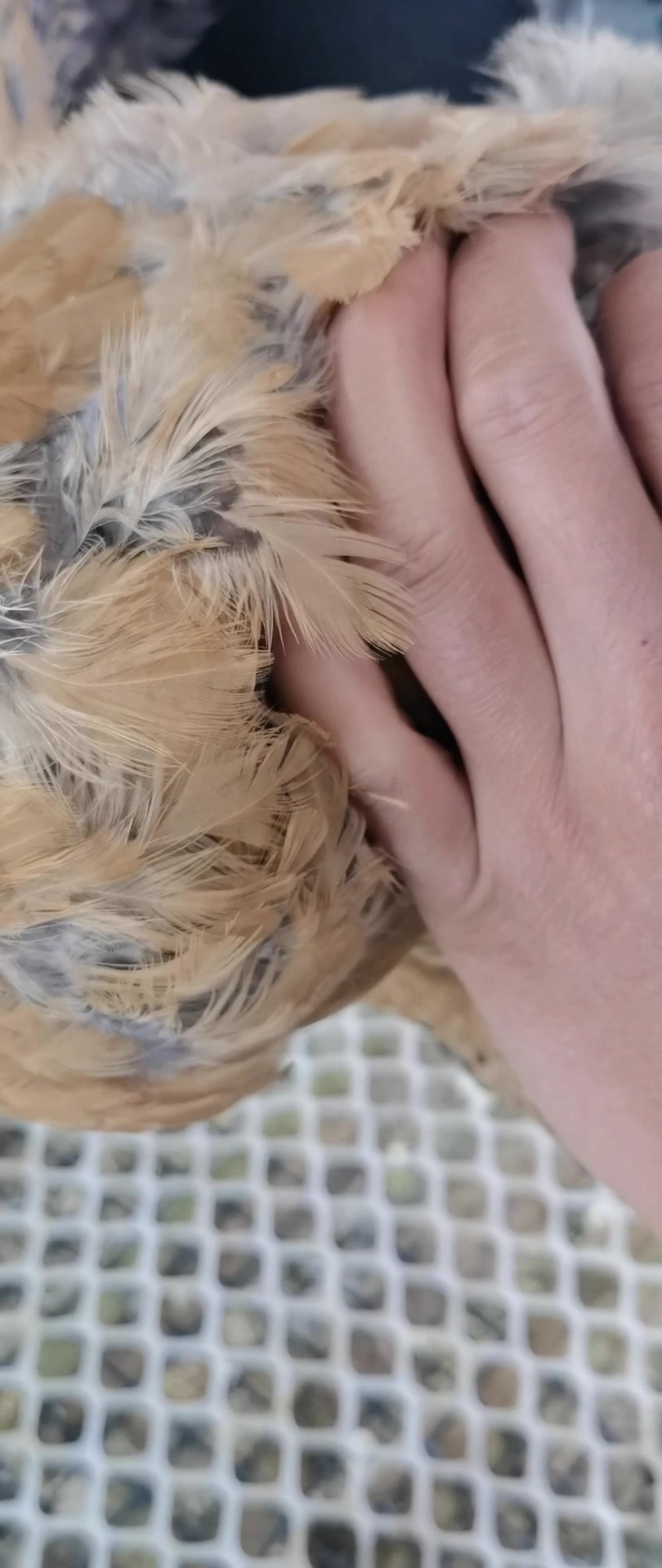 鸡打针胸肌注射方法