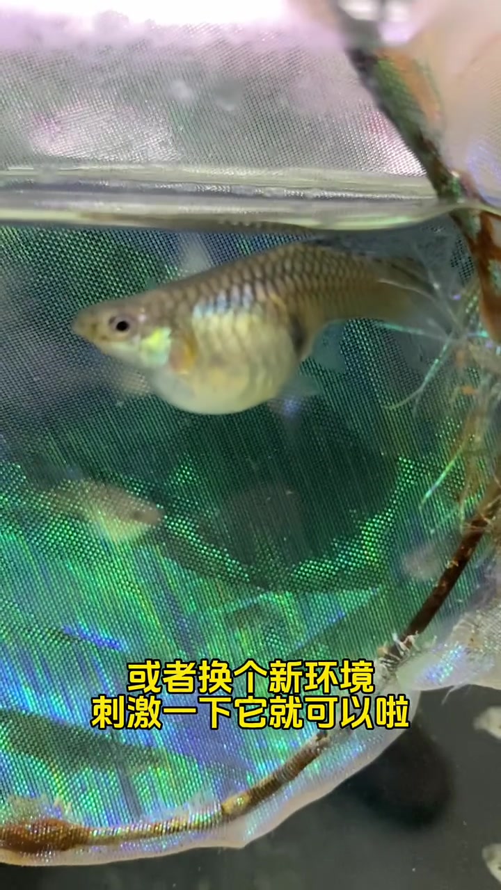 三招教会你面对母鱼难产