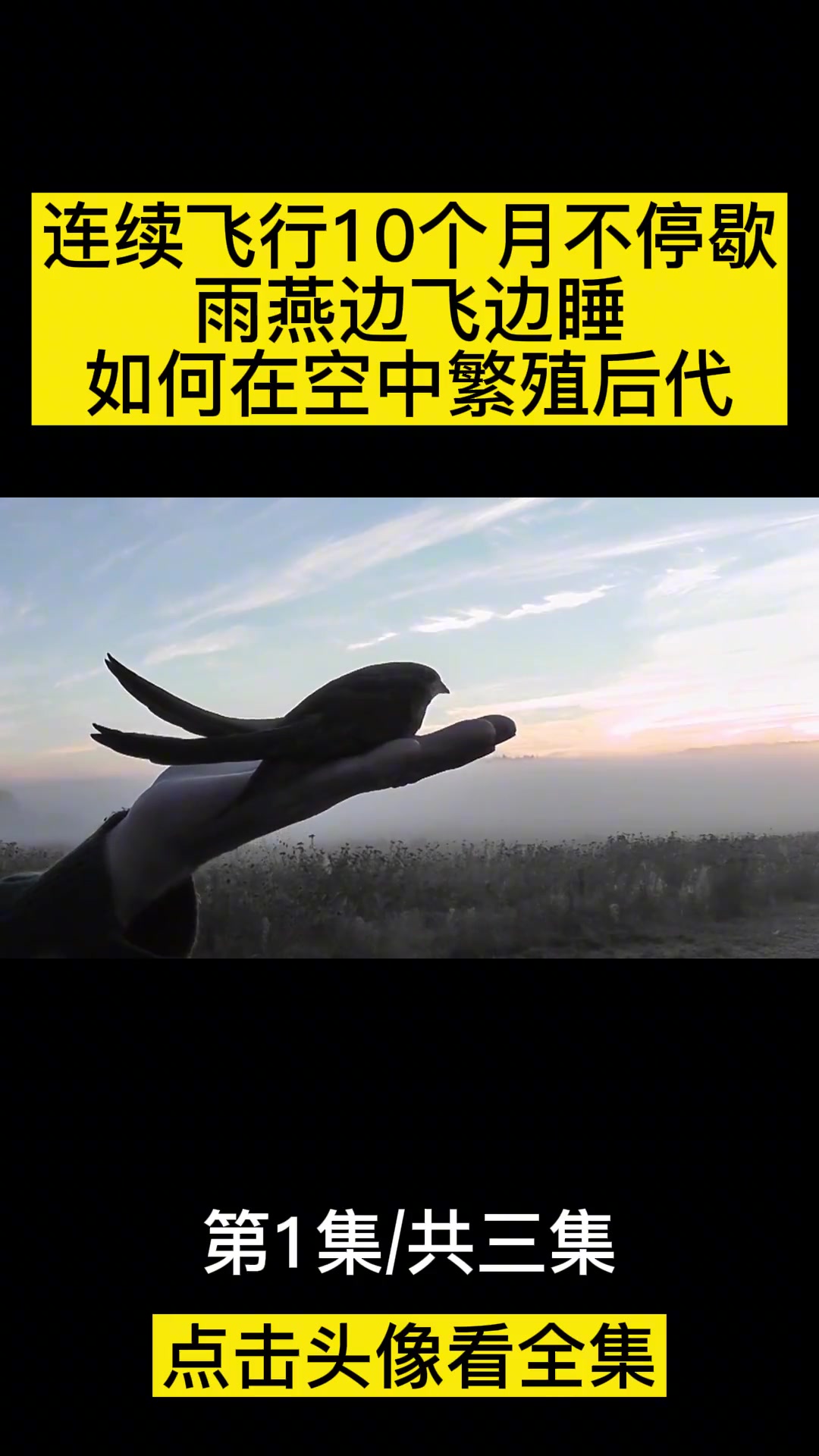 连续飞行10个月不停歇,雨燕边飞边睡,如何在空中繁殖后代?
