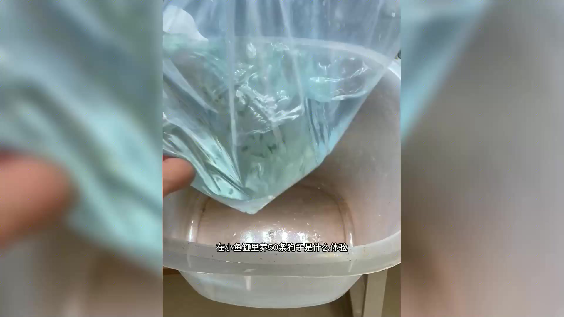 小鱼缸养50条巧克力娃娃,惊喜不如预期?喂肥还是再买50条?