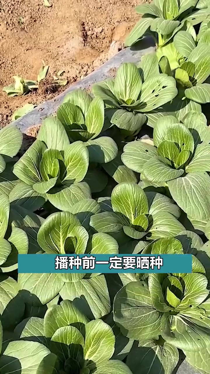 今天教大家,小油菜种植技巧和管理方法。