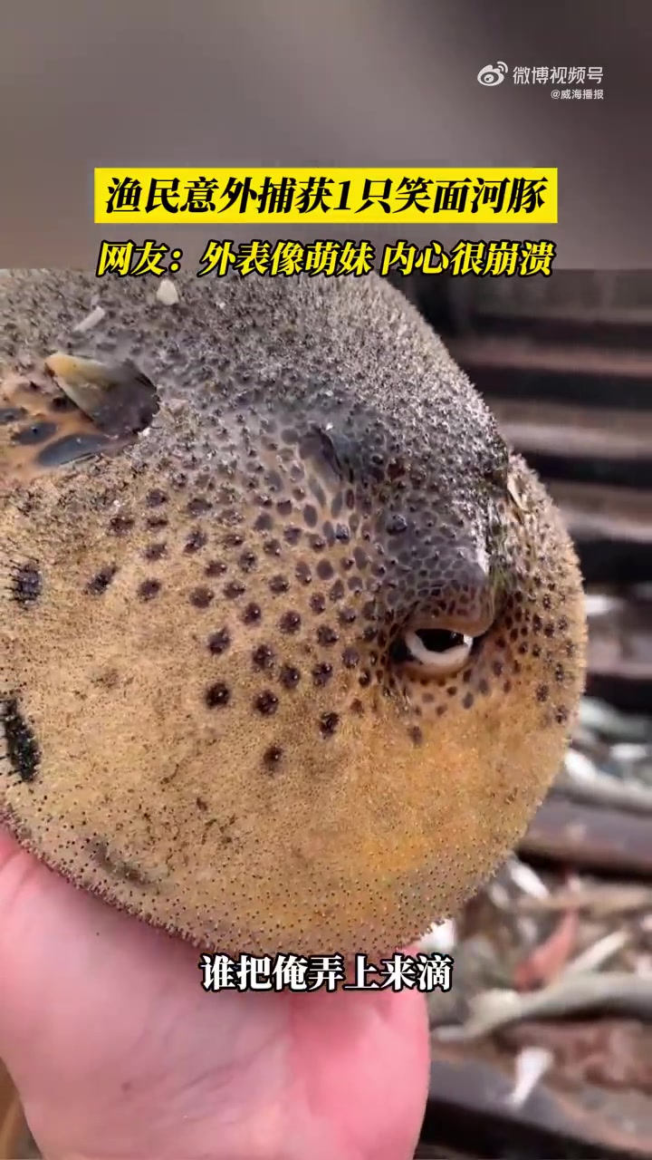 「这只河豚表情像萌妹内心很崩溃」11月11日,山东威海。渔民在出海作业时捕获一只河豚,拿在