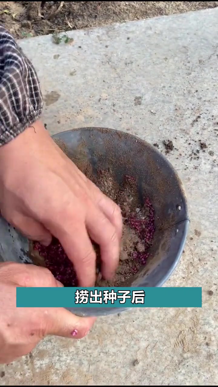菠菜种植得技巧分享给大家,希望大家这个冬天也可以吃到自己种的