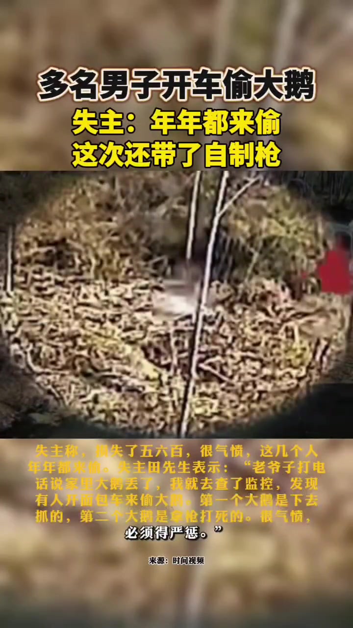 多名男子开车偷大鹅,失主:年年都来偷,这次还带了自制枪