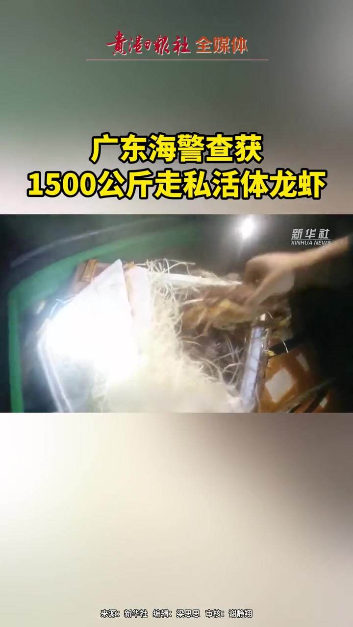 广东海警查获1500公斤走私活体龙虾。龙虾 广东 民生关注
