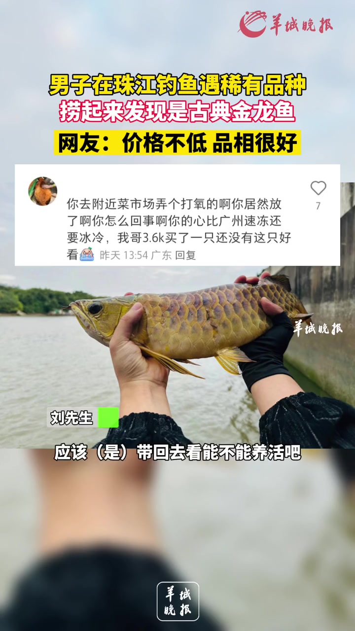 男子在珠江钓鱼遇稀有品种,捞起来发现是古典金龙鱼,网友:价格不低 品相很好。来源 小羊拍客