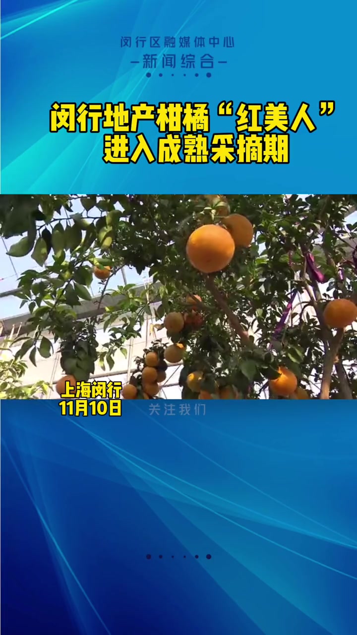 桔子红了 上海闵行地产柑橘“红美人”进入成熟采摘期 汁多肉嫩