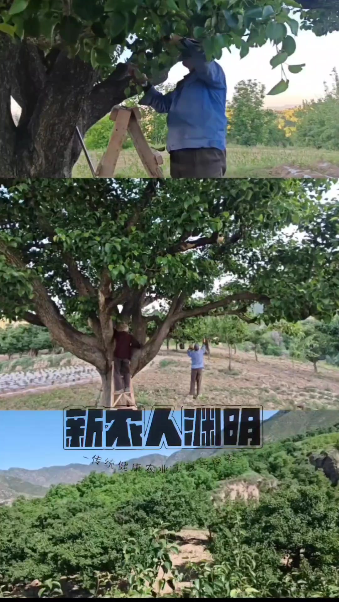 父母的梨果田园,一份耕耘一份收获的过程