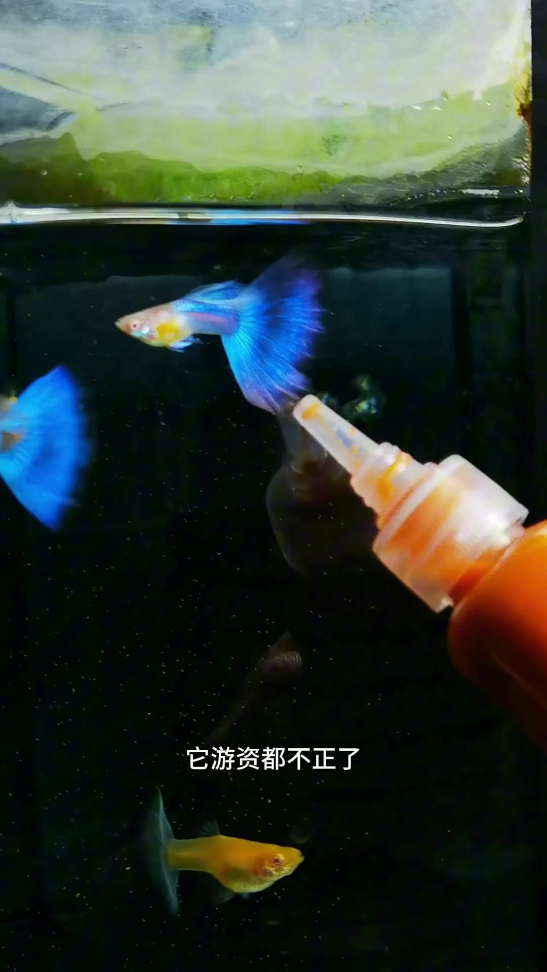 下一期分享大耳朵。