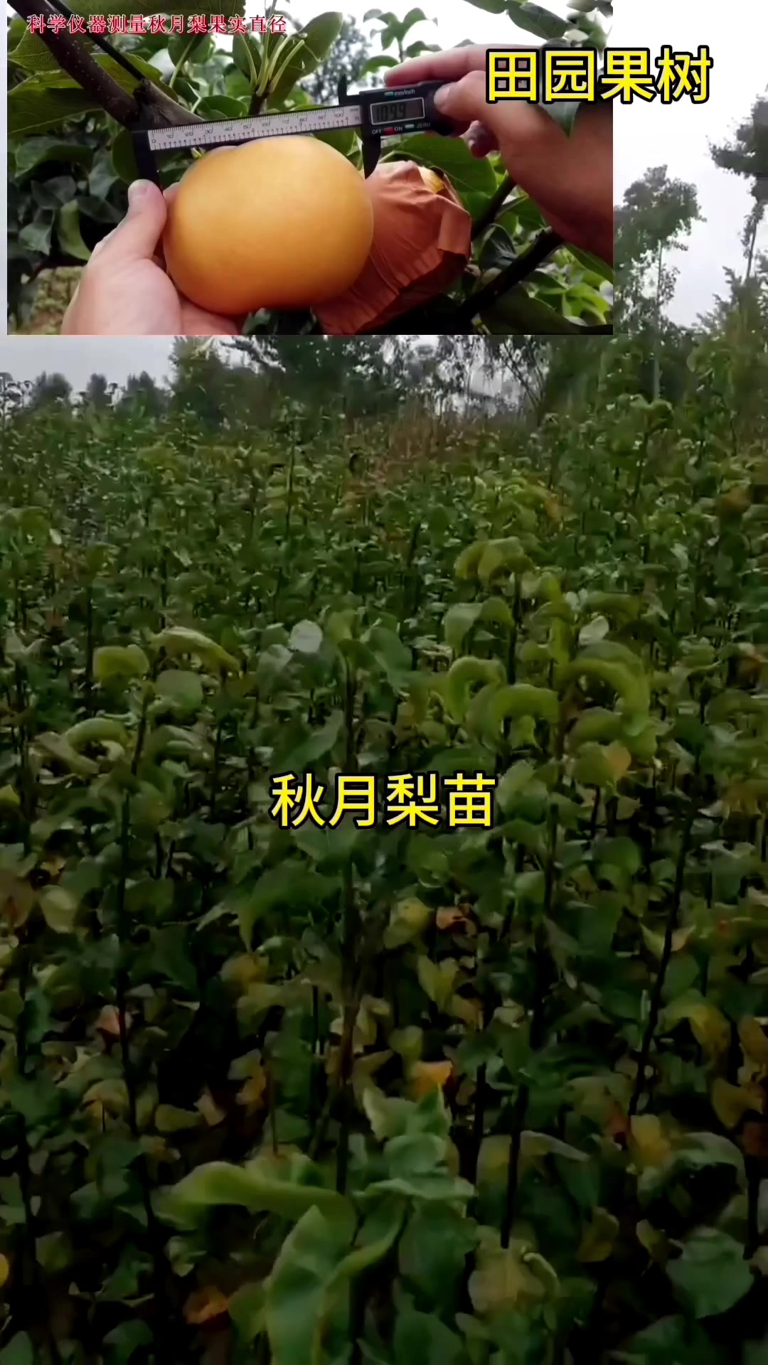 梨子新品种——秋月梨