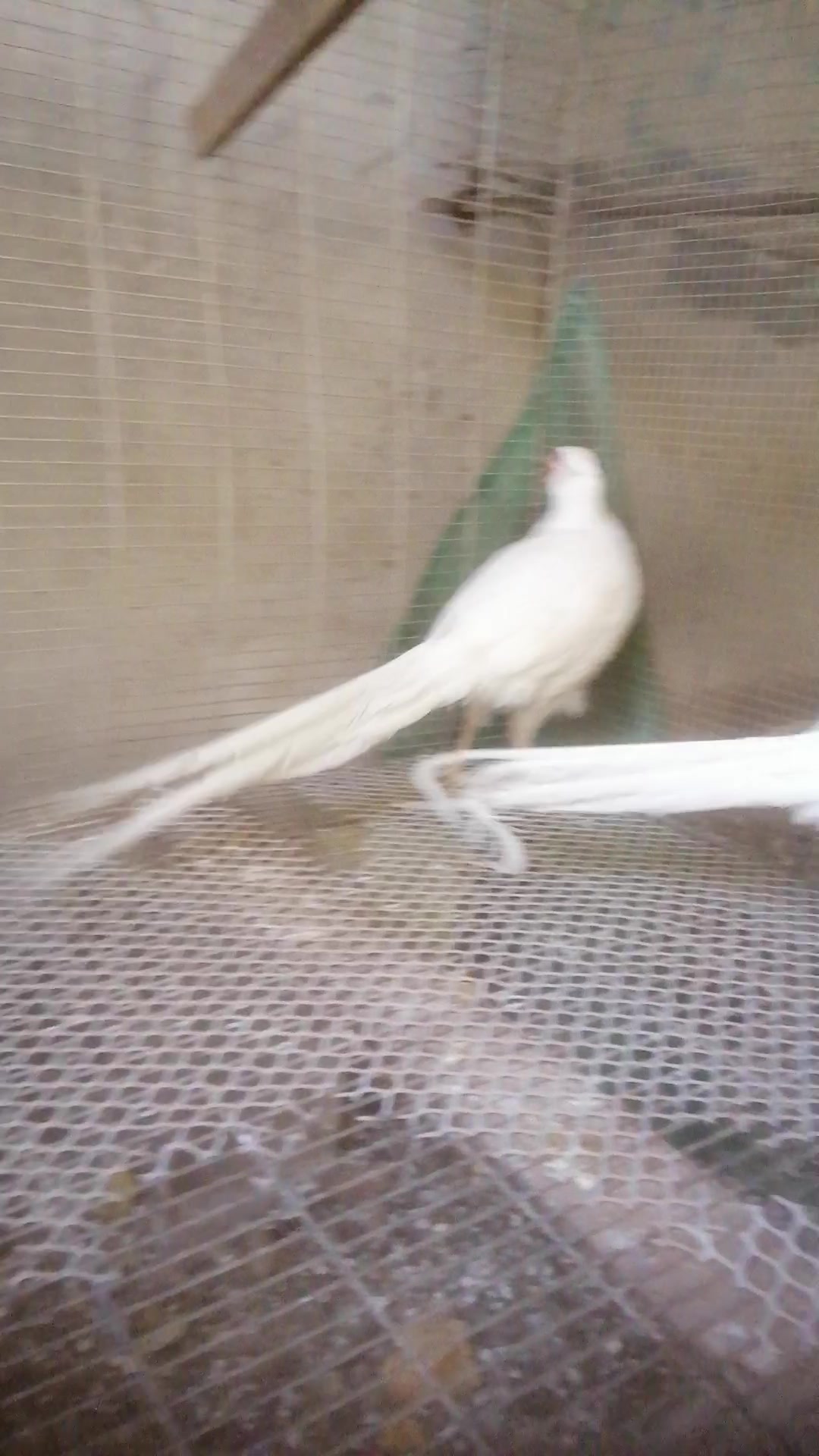 我的白色山鸡长大啦