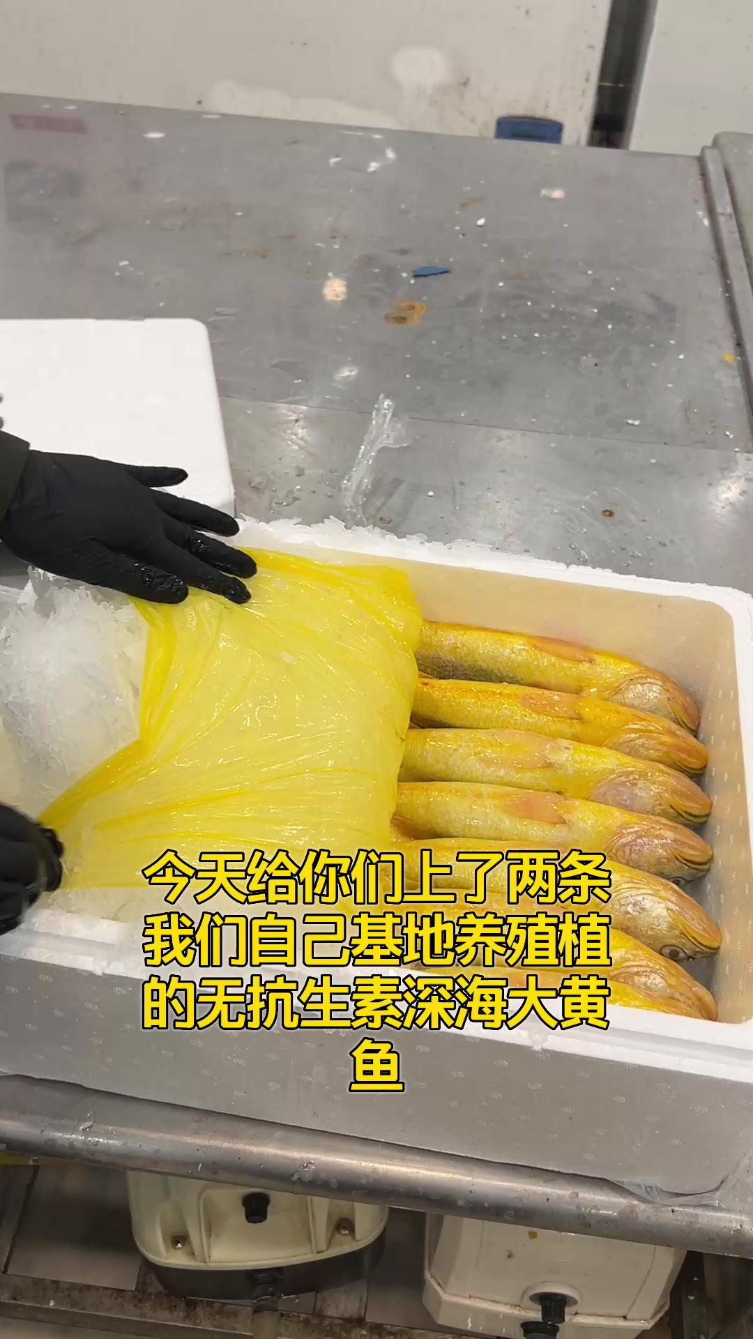 鱼新不新鲜就看鱼眼,眼球黑色水汪汪的那就是新鲜黄鱼