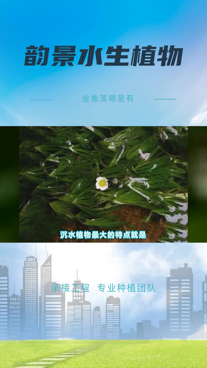 矮生苦草批发 金鱼藻哪里有 金鱼藻哪里卖