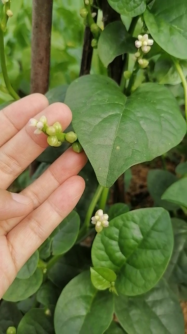 木耳菜开花结果了,是不是可以染色