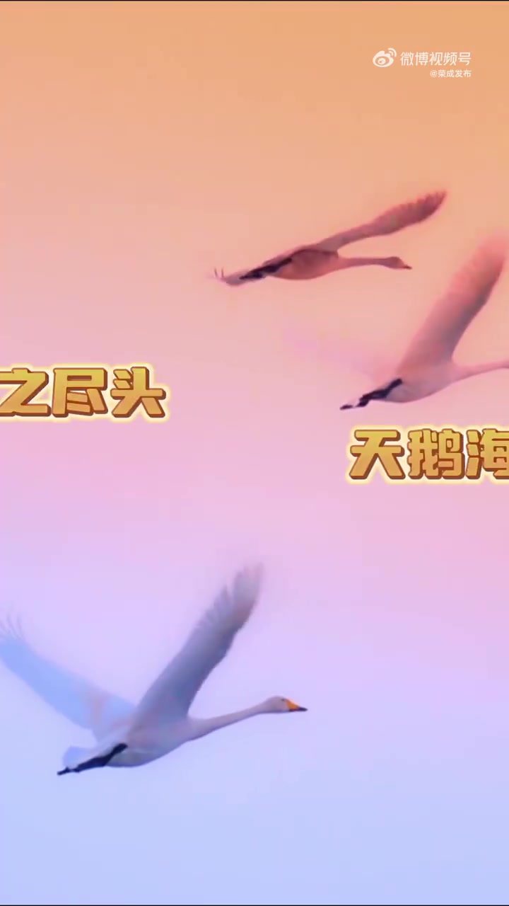 「荣成冬季“天鹅游”持续升温」荣成天鹅又双叒火了一大波摄影爱好者前来蹲点,全国各地的游客带