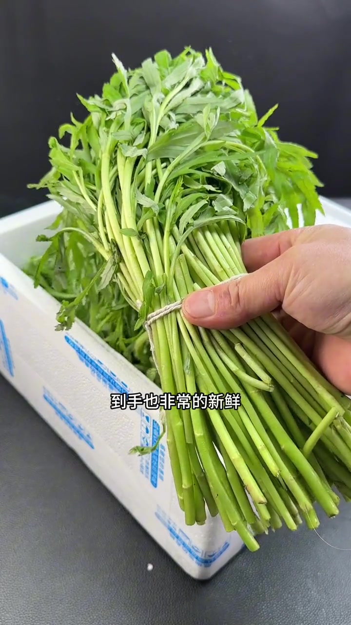 安徽芦蒿天然绿色蔬菜 绿色蔬菜