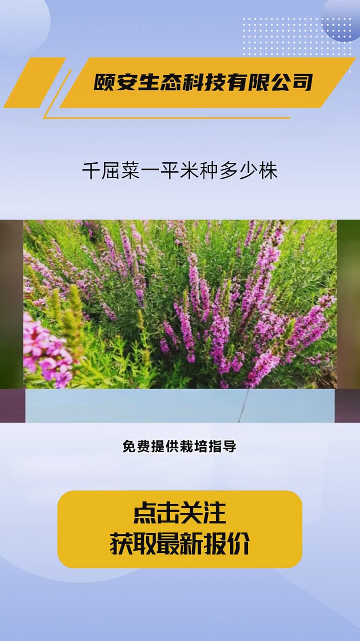 千屈菜一平米种多少株