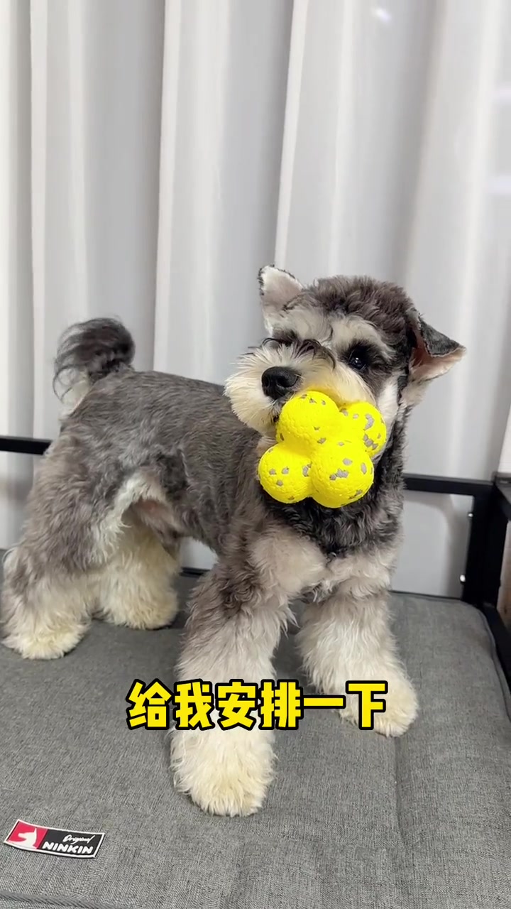 咬不烂高弹爆米花球,我家狗子超爱的玩具!一年了都没坏!狗狗 in萌宠计划 萌宠出道计划 萌