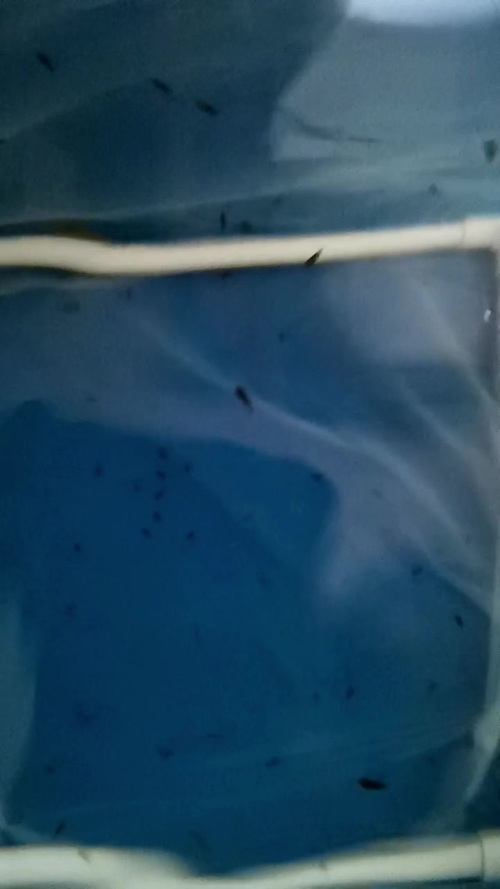第一批和后面的虎鱼苗状态对比,还是贵的容易定水啊