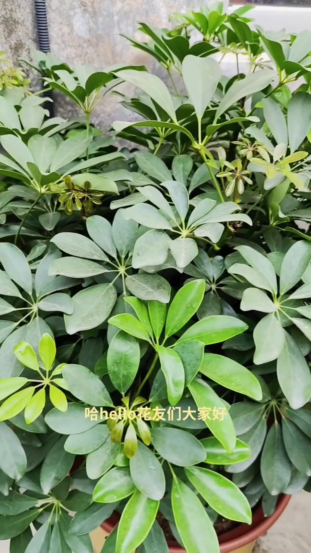 你知道养发财树的好处吗