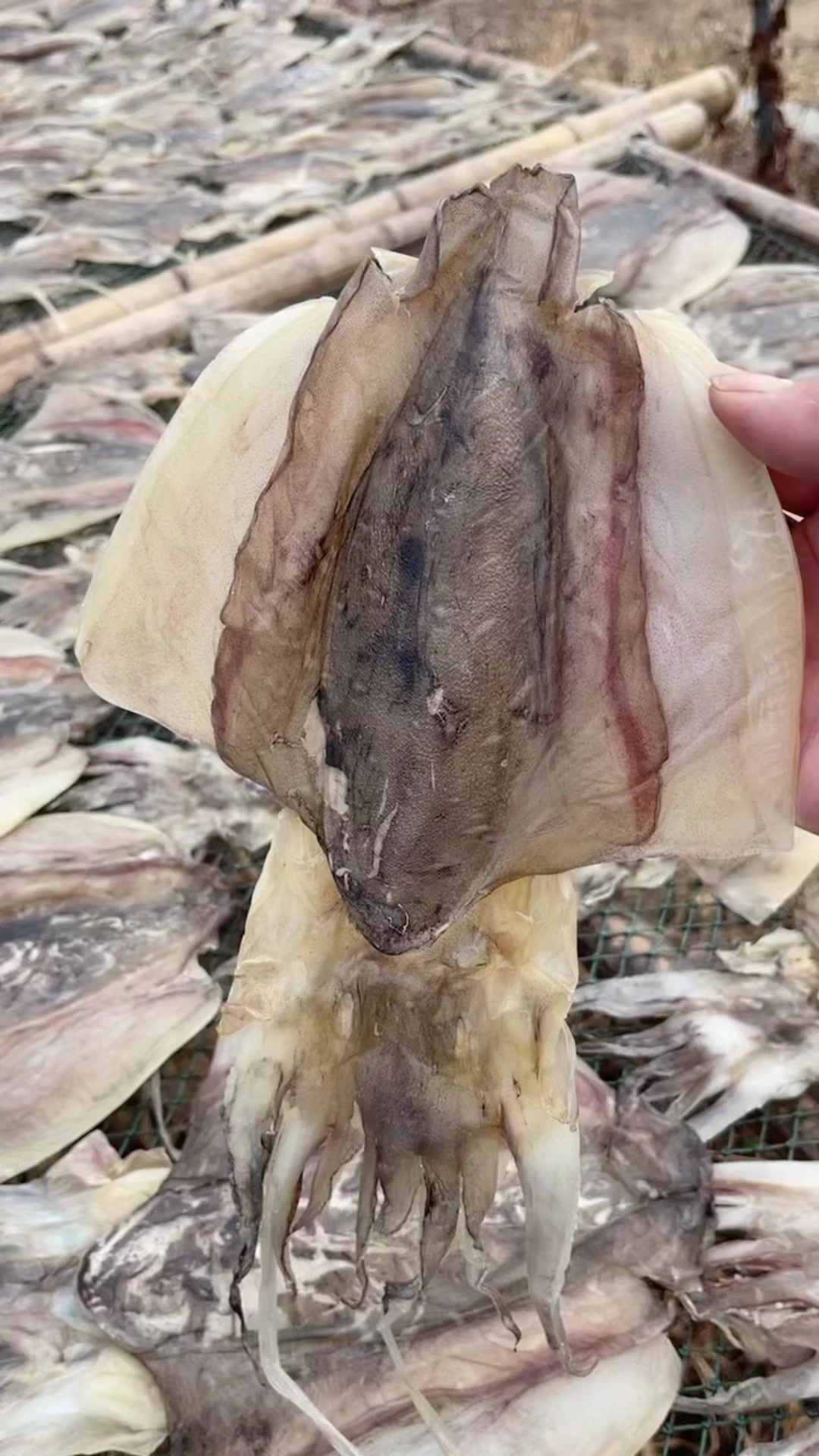 本港墨鱼干,一斤2-6个墨鱼干具有壮阳健身,益血补肾,健胃理气