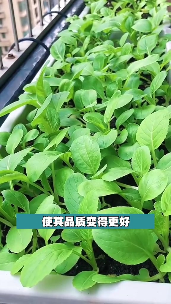 家里种植鸡毛菜只要注意这些,保证你都吃不完。