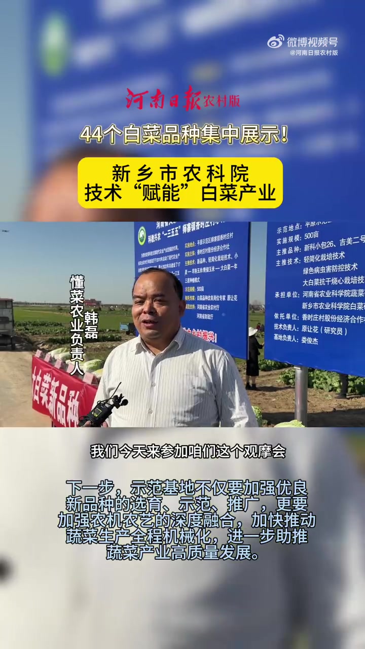 「新乡平原示范区白菜家族上新啦」11月17日,在新乡市平原示范区师寨镇香时庄村示范基地,一