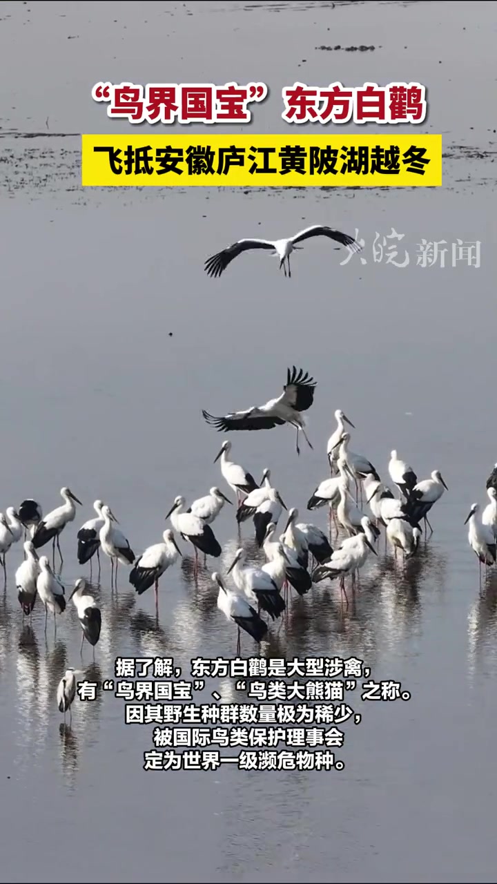 “鸟界国宝”东方白鹳 飞抵安徽庐江黄陂湖越冬 东方白鹳 合肥本地 11月20日,合肥市庐江县黄陂湖湿地,国家一级保护野生动物东方白鹳在湿地浅滩 ...