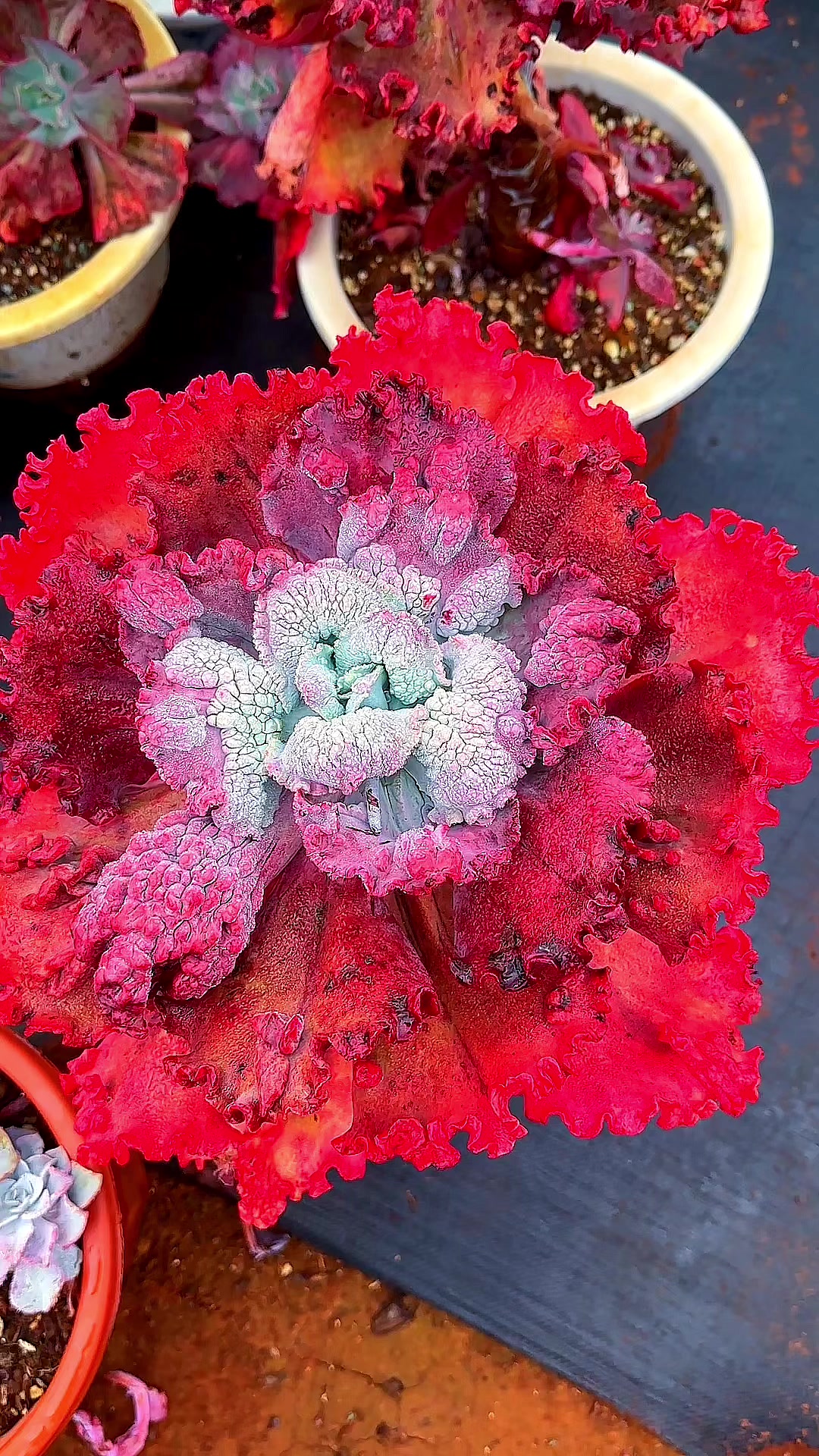 庭院多肉大包菜之美无可替代