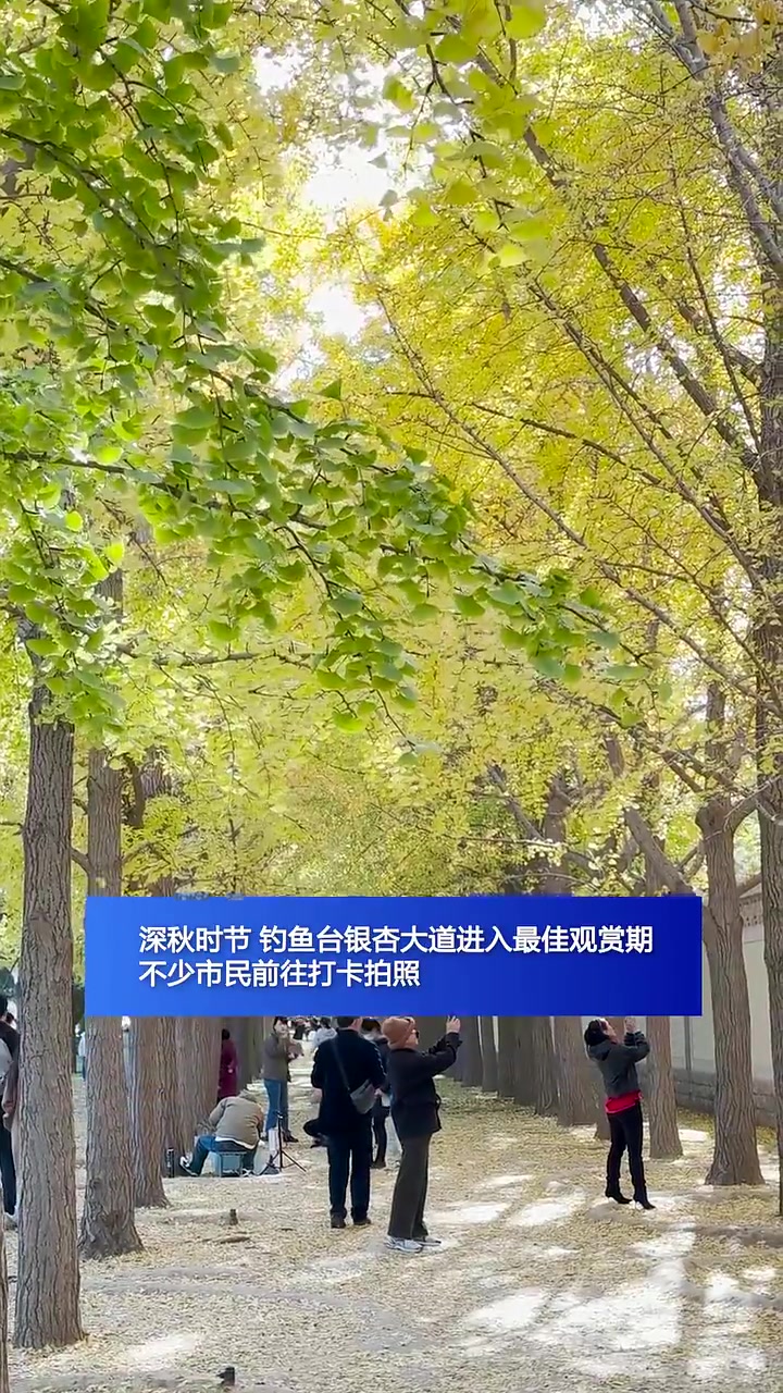 满城尽带黄金甲 北京钓鱼台银杏大道满目金黄