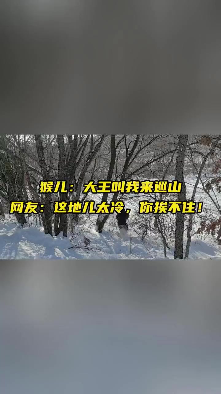 最近,一只“小悟空”突然现身双鸭山市宝山区,当地市民和消防监督员在齐膝深的雪地里对其进行抓