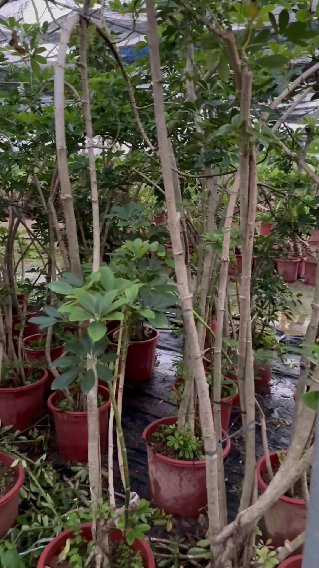 鸭脚木:鹅掌财、老桩绿植盆栽、室内非常好养的老桩!大气!质量