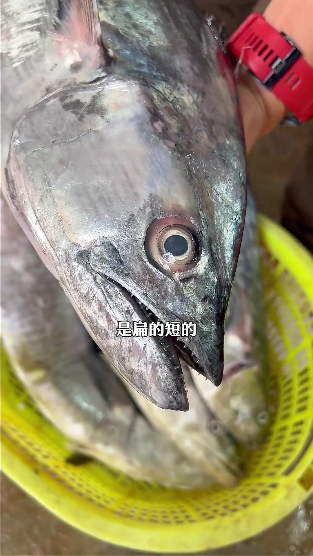 马鲛鱼有很多种,名字一样味道可以天差地别,大家知道如何分辨吗?马鲛鱼 农村美食 农村生活