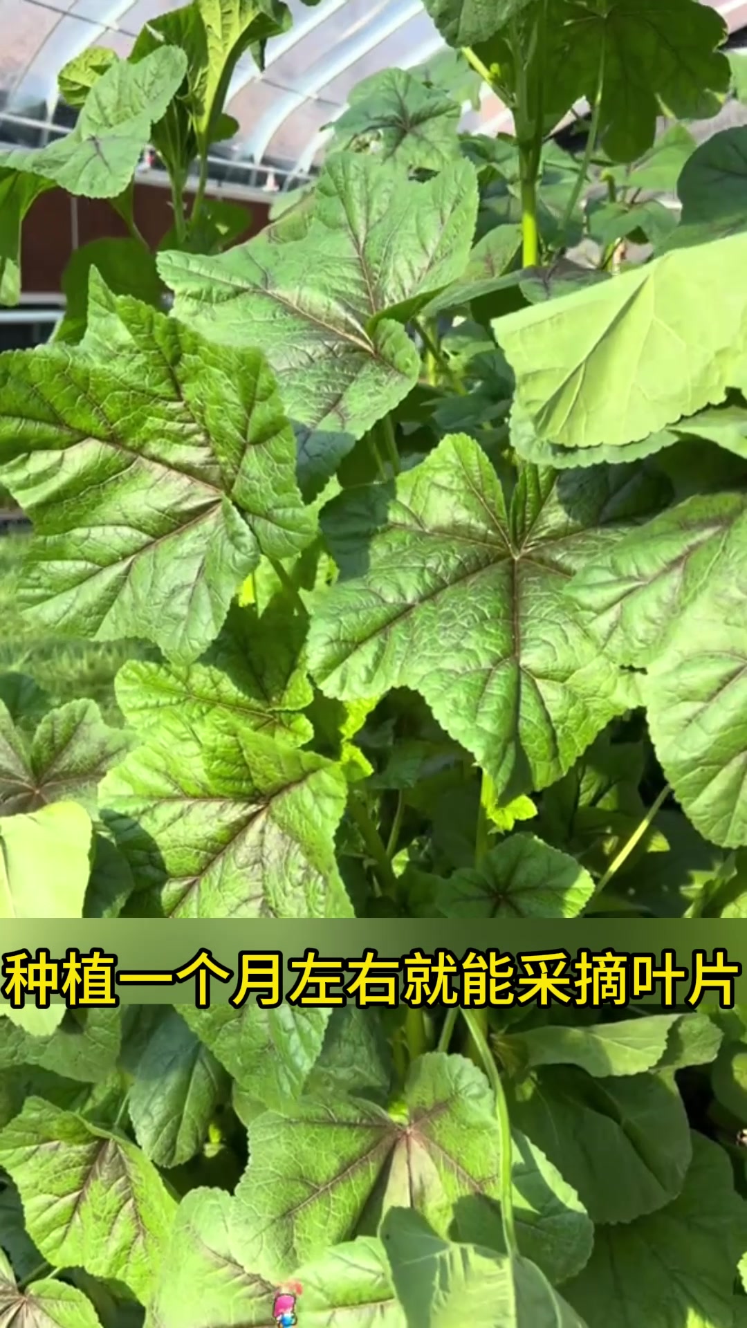 能长成树的糯米冬寒菜,越冷长得越好,叶子还能煮粥喝!