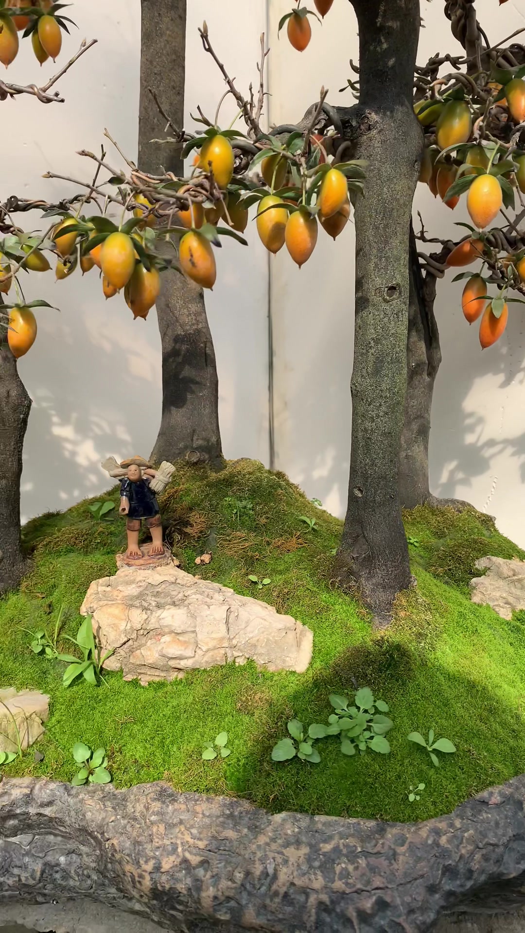 老桩老鸭柿盆景,满树挂果