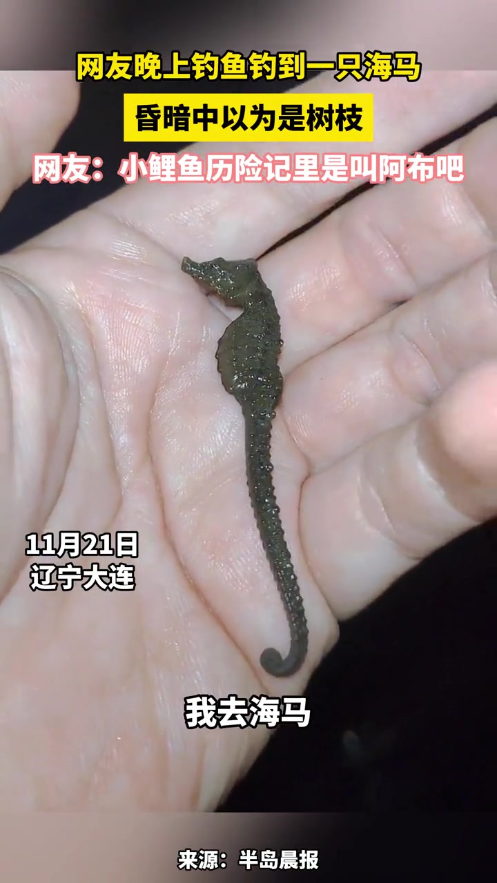 网友晚上钓鱼钓到一只海马,昏暗中以为是树枝,网友:小鲤鱼历险记里是叫阿布吧