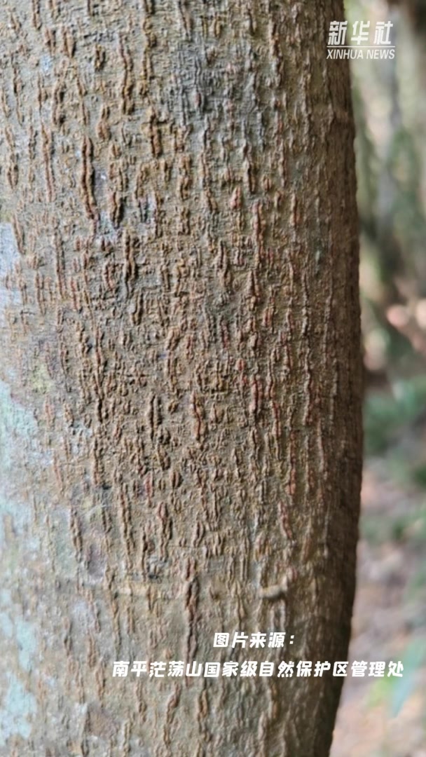 福建首次发现两个国家一级重点保护野生植物小叶红豆群落