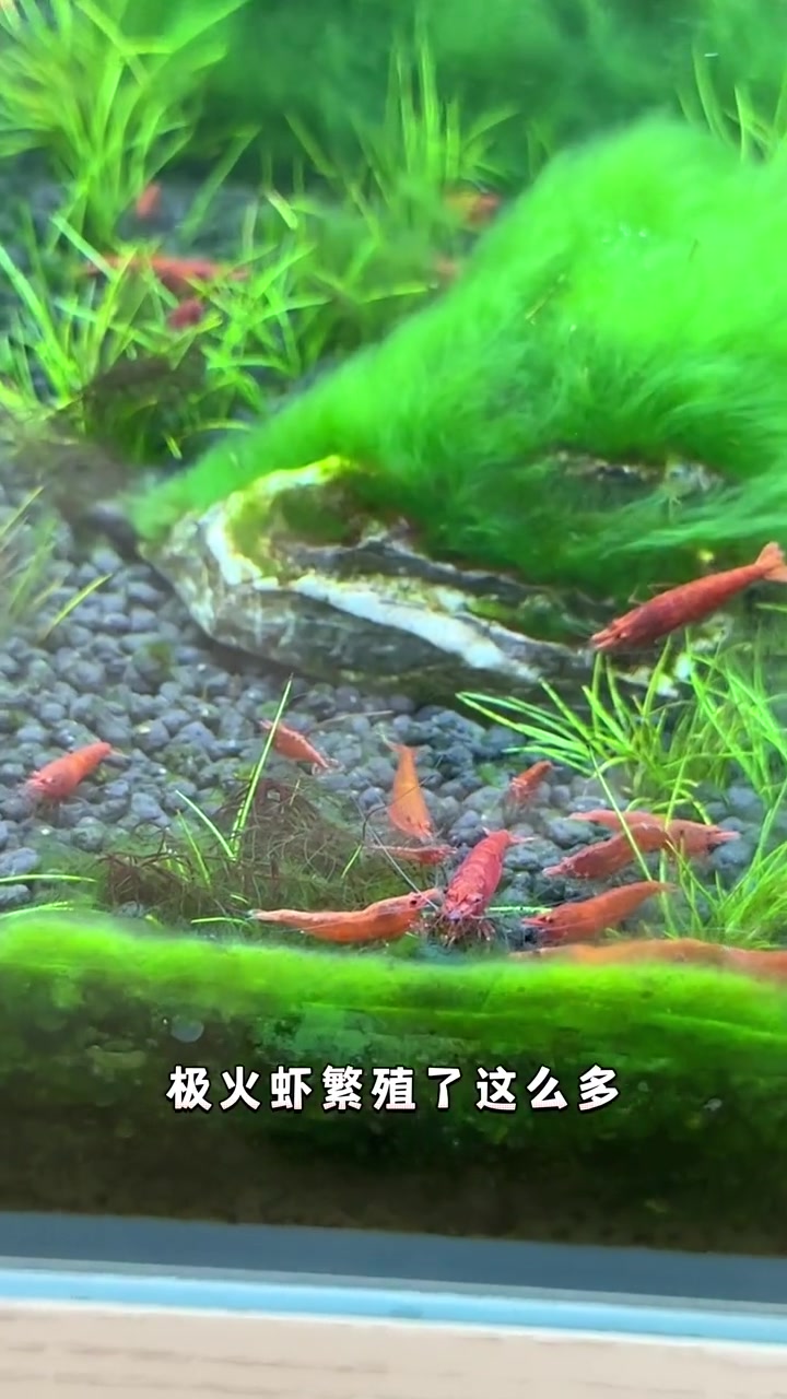 让我见证一下能长五厘米的虾有啥本事!大和藻虾 养鱼日志 草缸