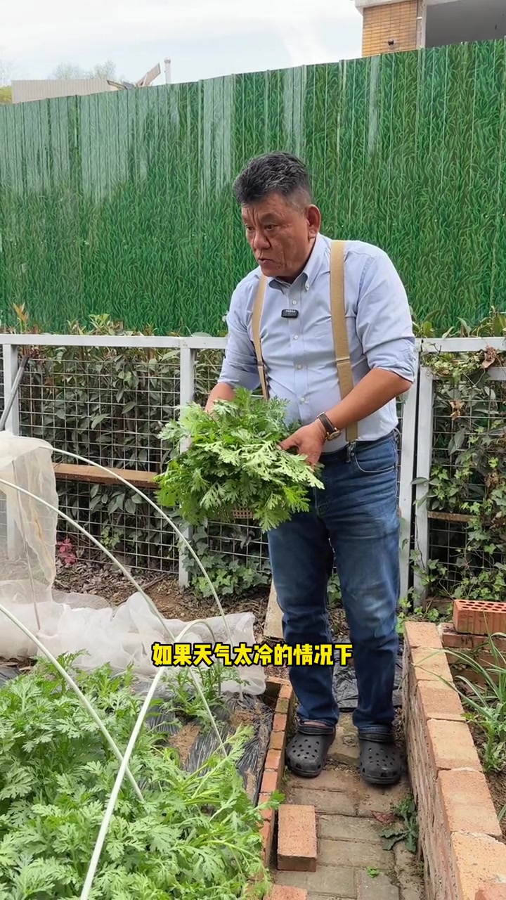 家庭菜园收获满满~收茼蒿的时候留侧芽能生长的更旺盛哦~ 我的小菜园 自己种的纯天然的绿色蔬