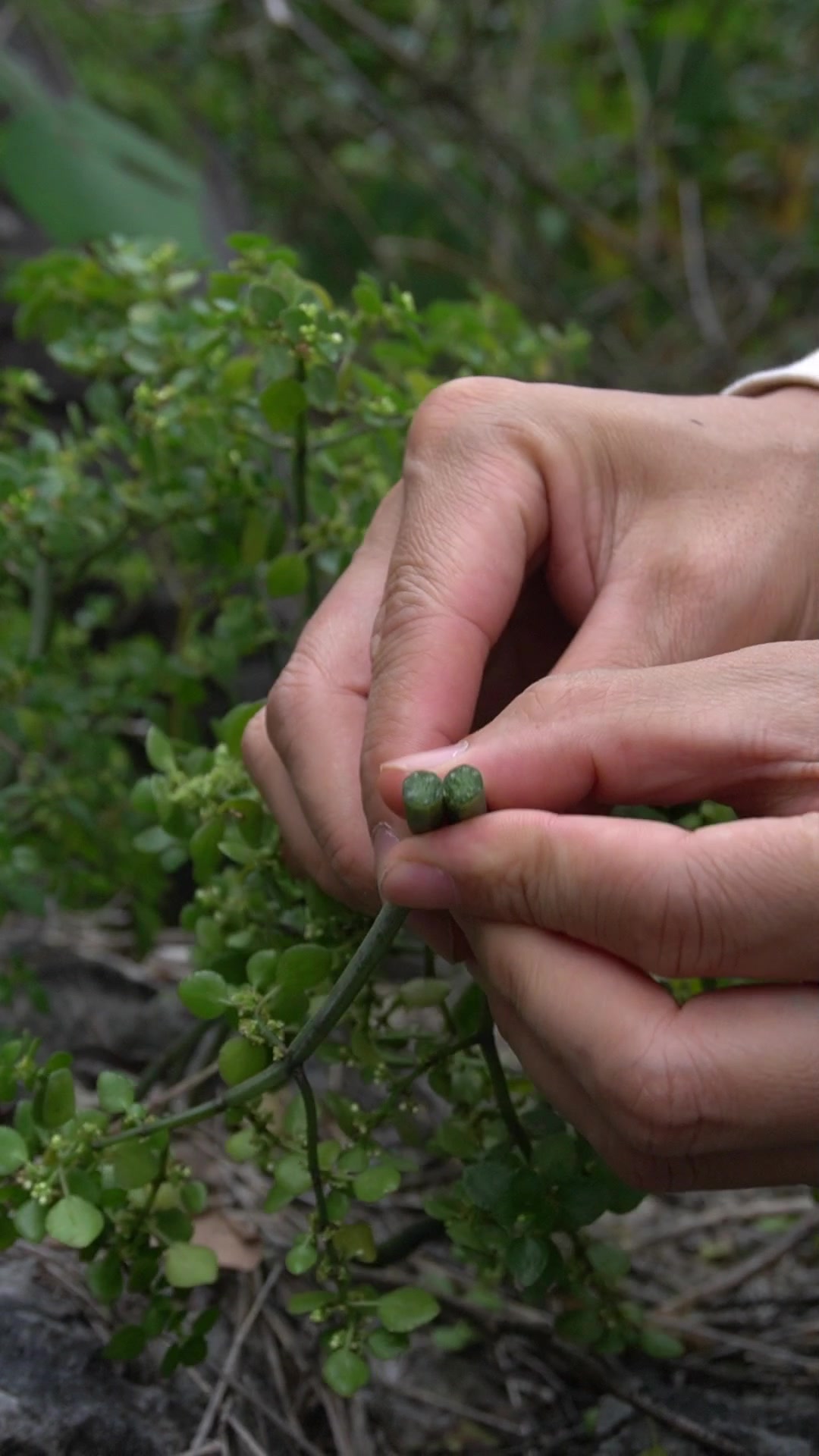 山坡上的石油菜,你知道它的妙用吗?评论区说说看