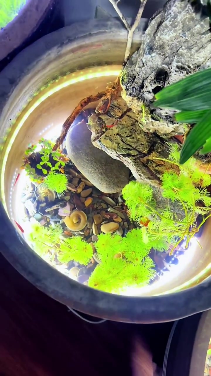 看着鱼儿游动,让我感受到自然的美好。