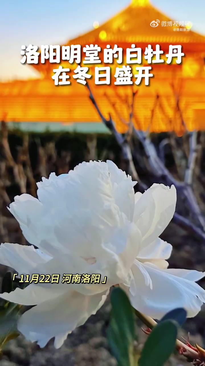 「见者有喜!洛阳白牡丹凌寒怒放」初冬时节,寒气料峭,隋唐洛阳城国家遗址公园明堂的白牡丹花竟